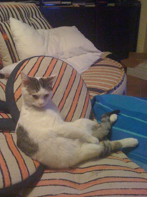 Gattino Worf seduto sul divano